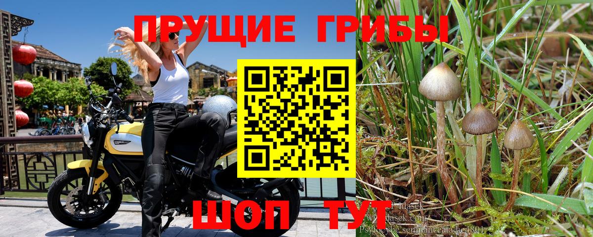 Галлюциногенные грибы прущие грибы  Вход с VPN  Псилоцибиновые грибы MAGIC MUSHROOMS  Усть-Джегута 